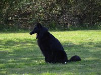 06 Dascha von den schwarzen Pfoten Esther Kolk (3)